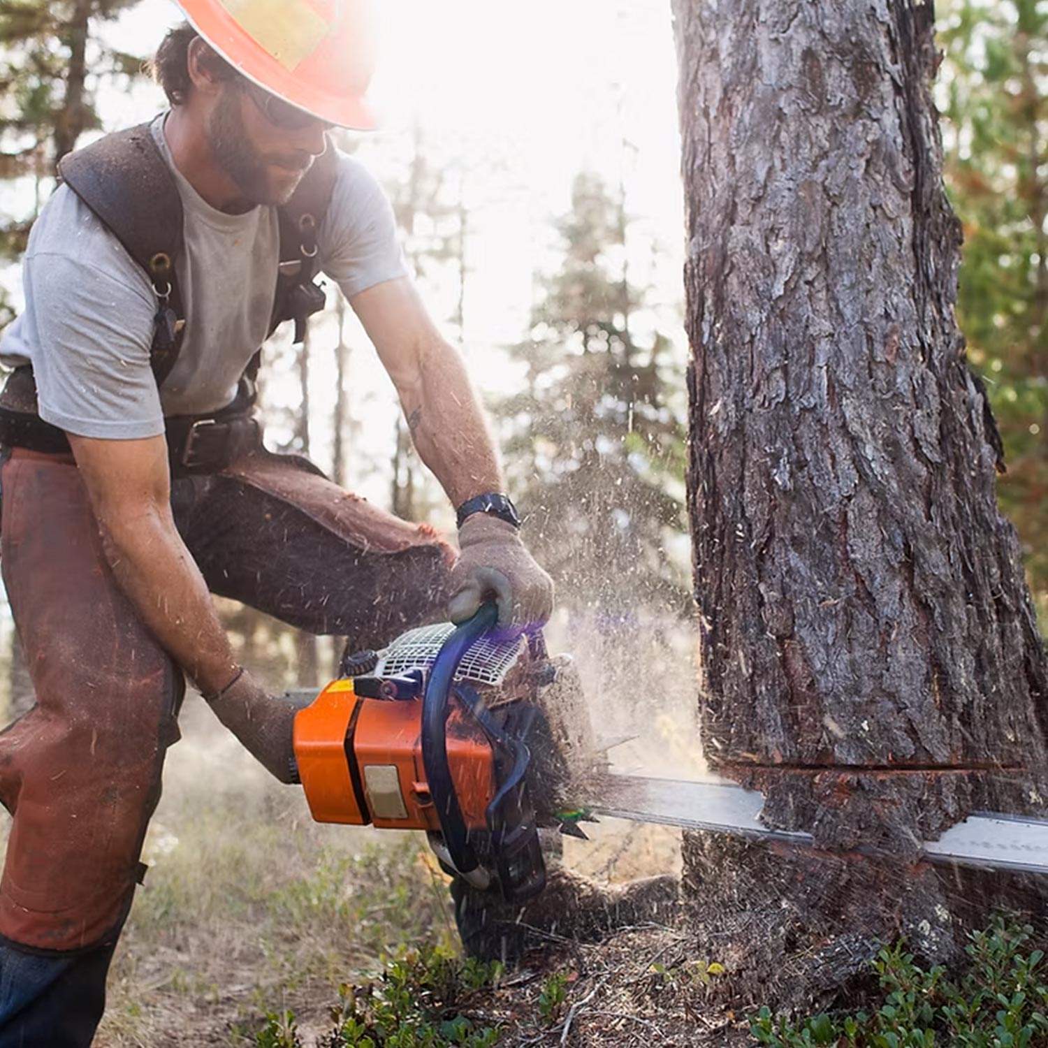RichtersTreeService_AboutUs_A Albany tree service company