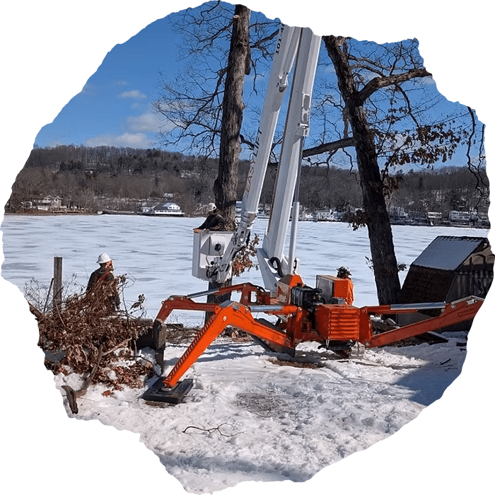 Albany tree service company
