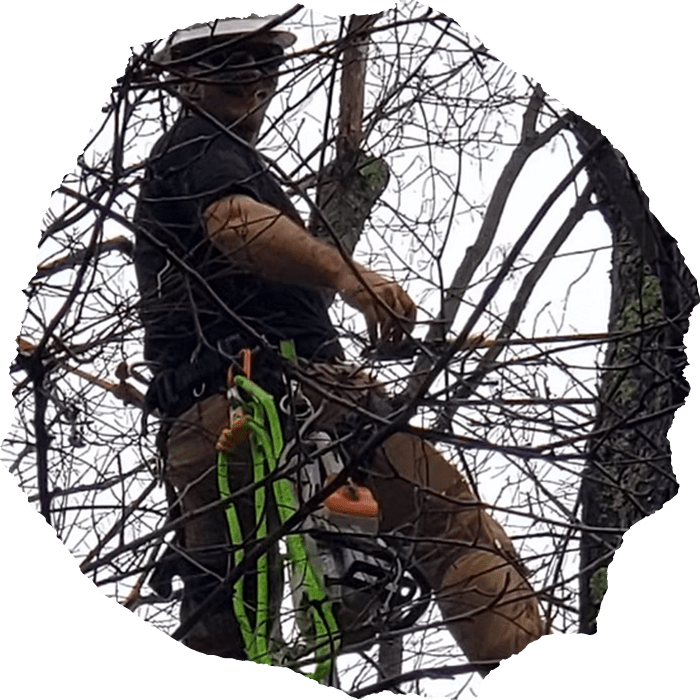 Albany tree service company
