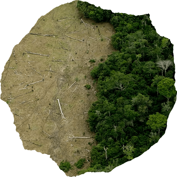Albany tree services