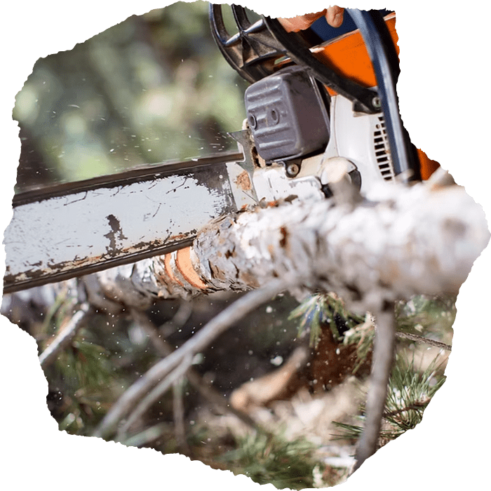 Albany tree service company